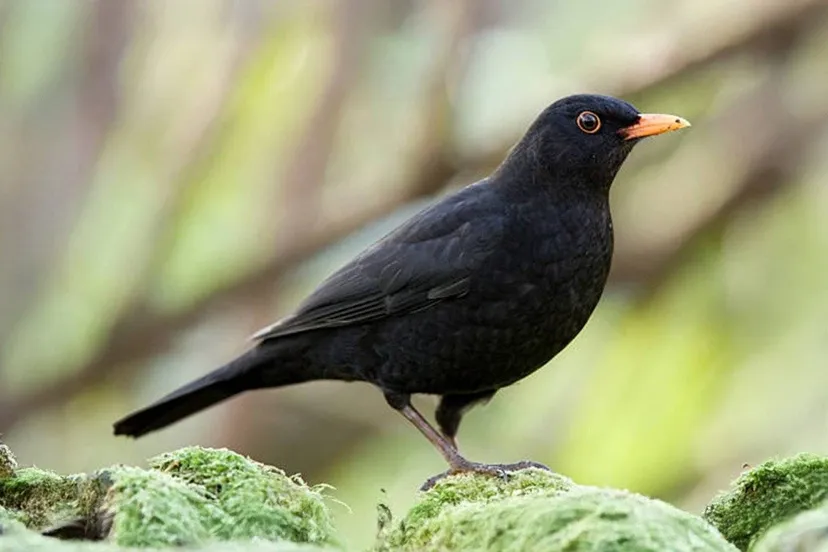 de-maerelingk---1920-x-1080-slider