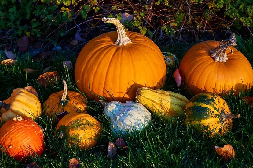 pumpkins-3781963_1280