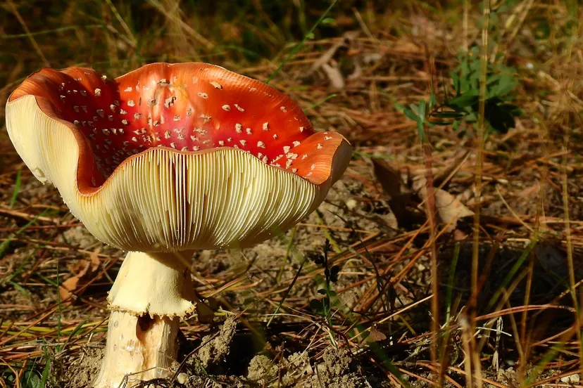 vliegenzwam (1)