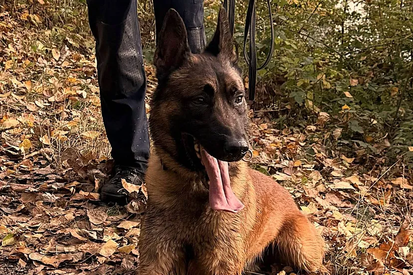 563567380_1261029892725172_2397824380085550186_n