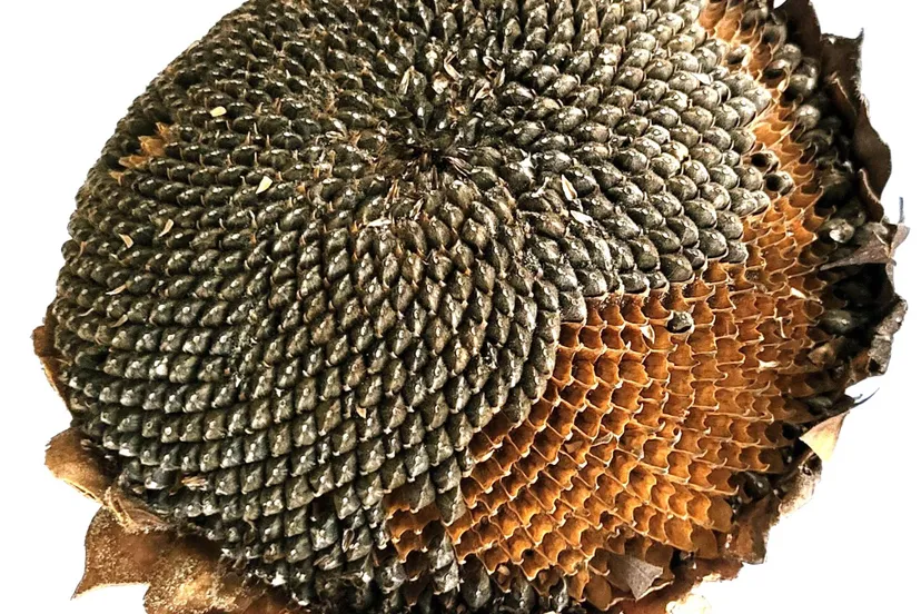 20260611foto bij lezing Fibonacci