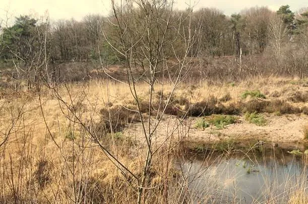 56790777_2658696860825319_2531180744731000832_n