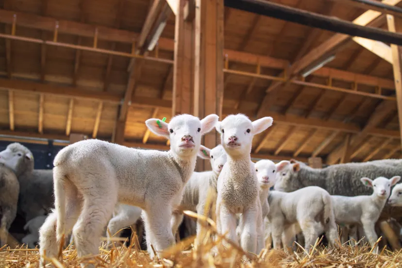 lambs-looking-front-wooden-barn