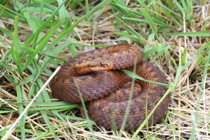 20260711 adder