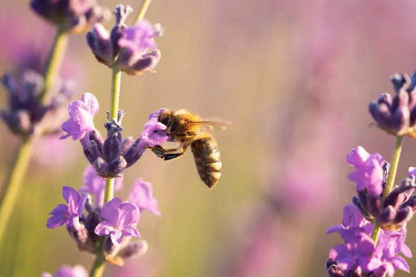 bee-beautiful-lavender-flower