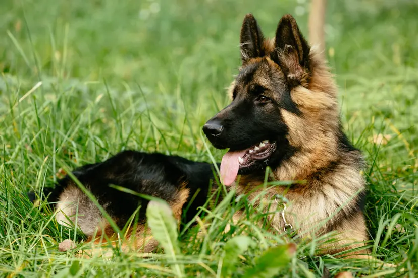 german-shepherd-lying-grass