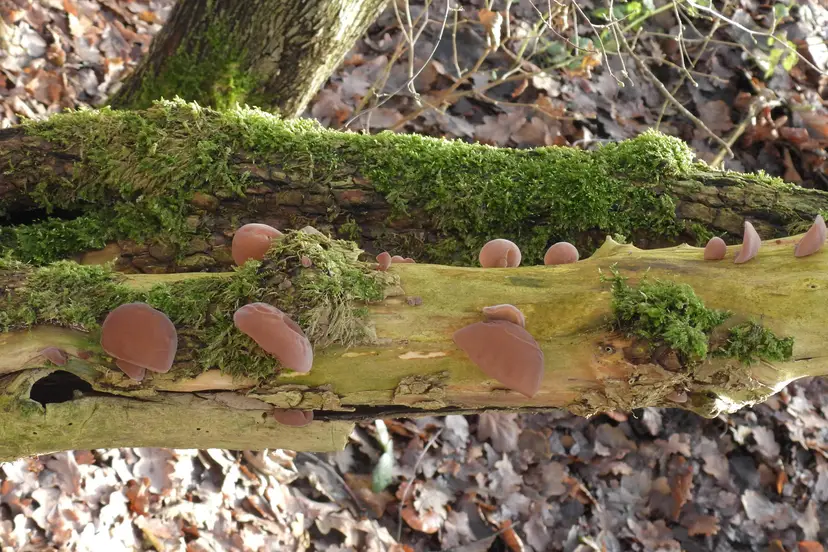 20261028 foto Dood hout leeft