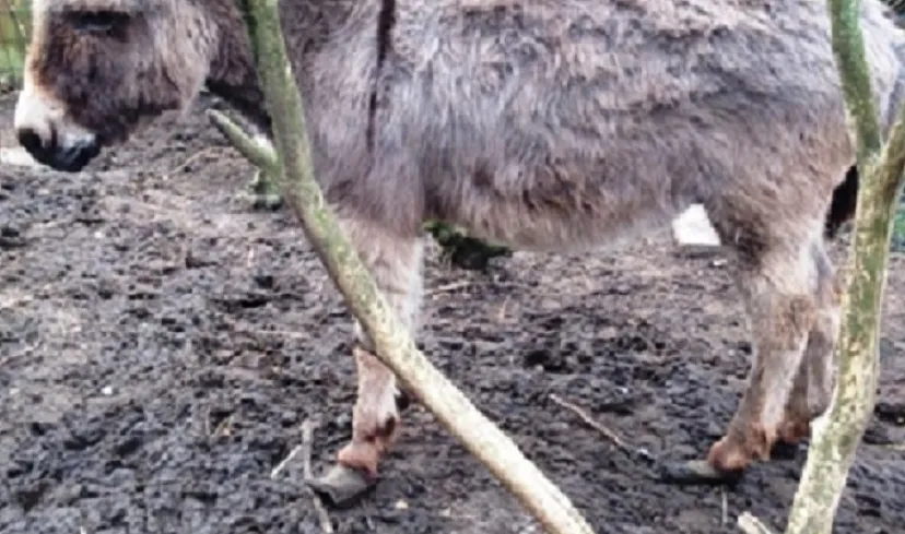 150403 ezelhoeven e1428073422743