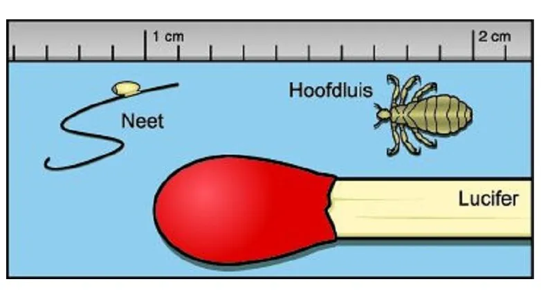 150425 hoofdluis landelijk steunpunt hoofdluis e1429957509706