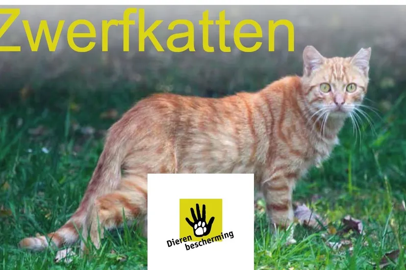 150505 help zwerfkatten e1430856671285
