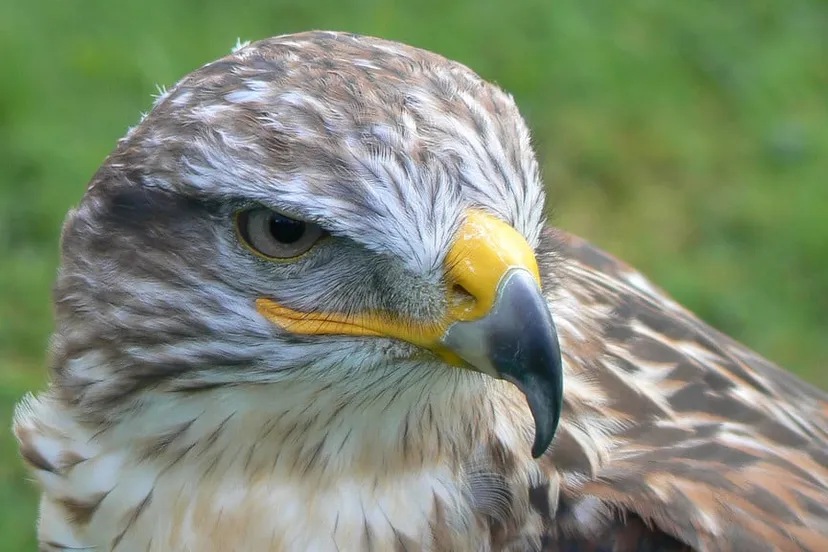 150508 roofvogel eddy van 3000 flickr cc by sa 20 e1431091613103