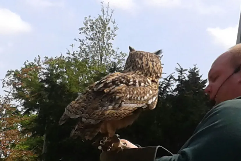 150510 roofvogelshow nicole van nijnatten 3