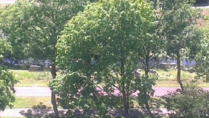 150610 schapen in langdonk e1433885240523