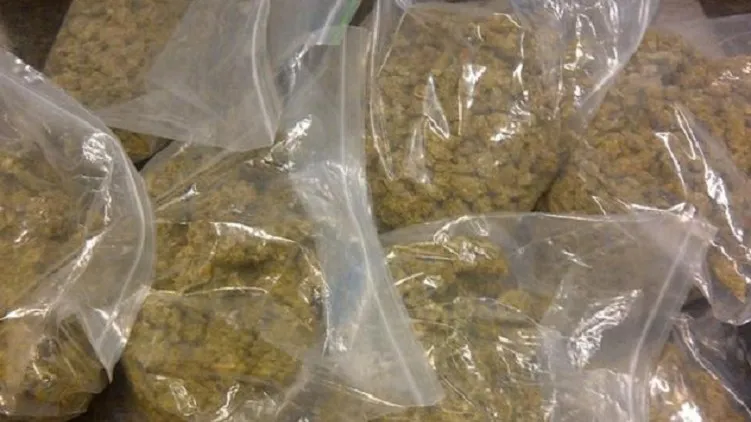 150618 drugs wiet politie roosendaal e1434583611894