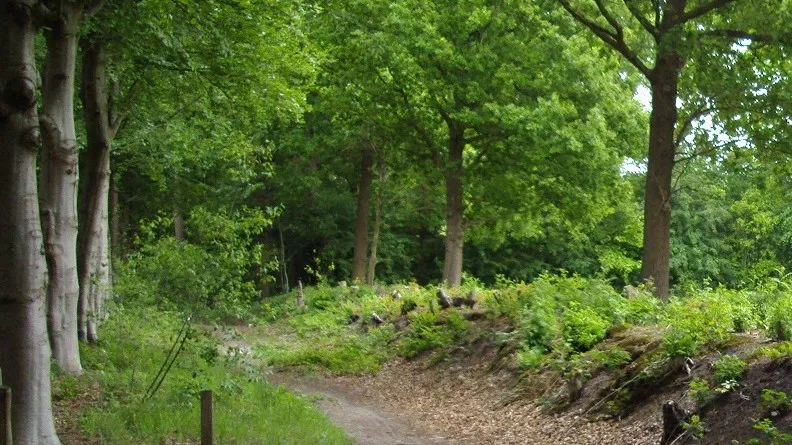 150627 bossen rond roosendaal e1435313496452