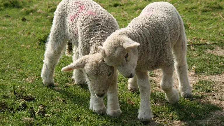 150627 vechtende lammetjes the sea the sea flickr cc by 20 e1435406119747