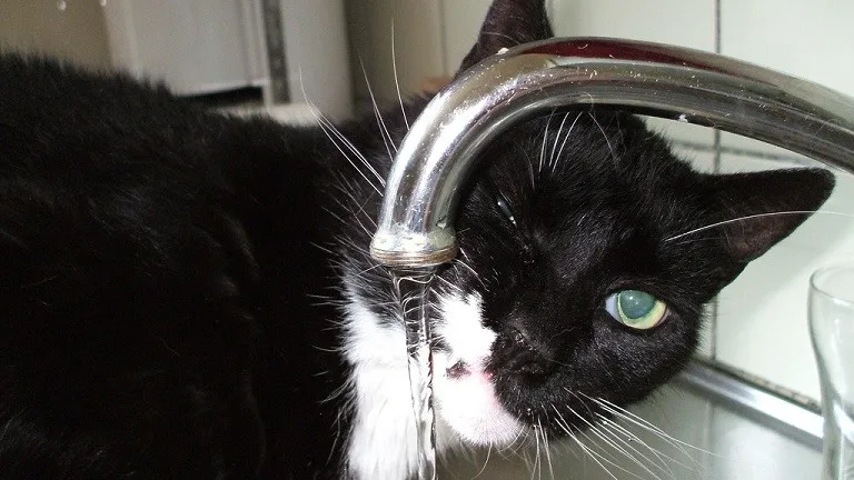 150702 kraanwater martijn van den bogaart flickr cc by sa 20 e1435863884848