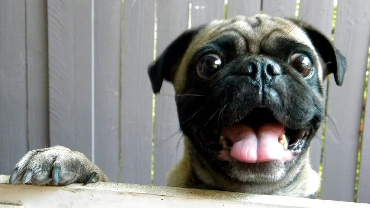 150704 hond warmte jorge elas flickr cc by 20 e1436013785861