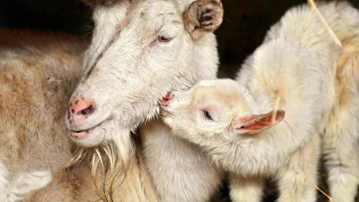 150707 kusje tambako the jaguar flickr cc by nd 20 e1436206206913