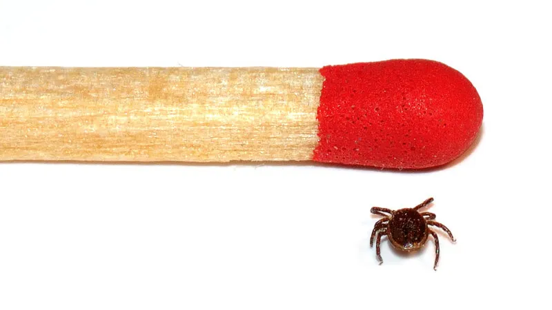 150710 teek andr karwath cc by sa 25 e1436520993652