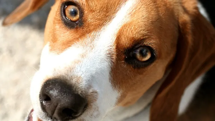 150719 beagle carolynn primeau flickr by sa 20 e1437254532591