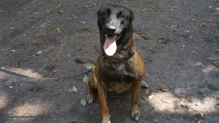 150722 politiehond arras e1437524840694