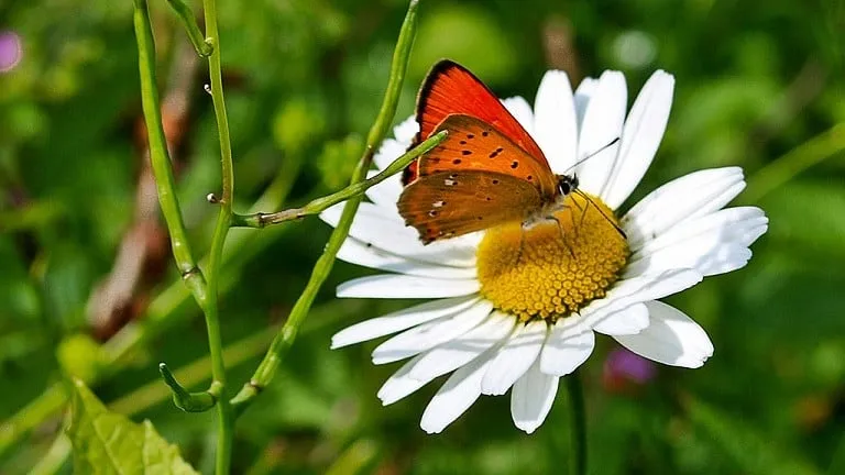 150731 vlinder armin s kowalski cc by sa 20 e1438300375125