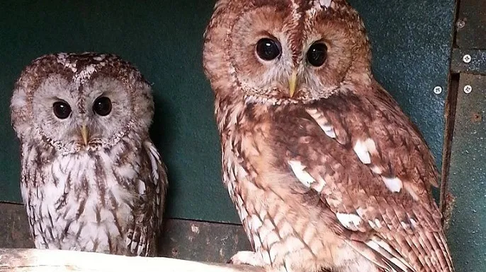 150806 weggevlogen bosuilen jan de bruin e1438887955345