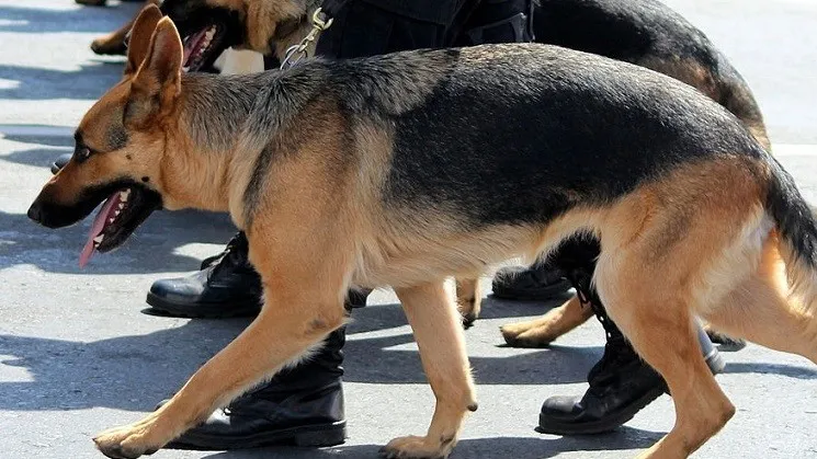 150815 politiehonden andre gustavo stumpf filho cc by 20 e1439715724110