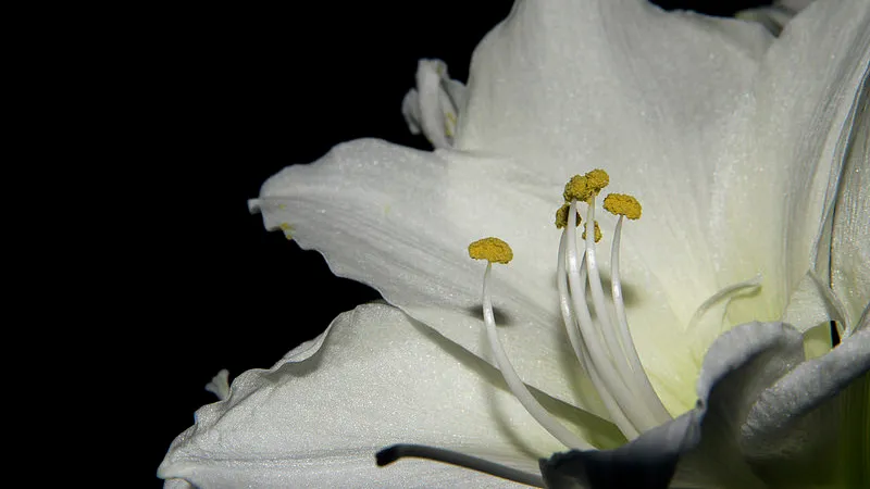 150822 chris van dijk bloemen kitty terwolbeck flickr cc by 20 e1440254629413