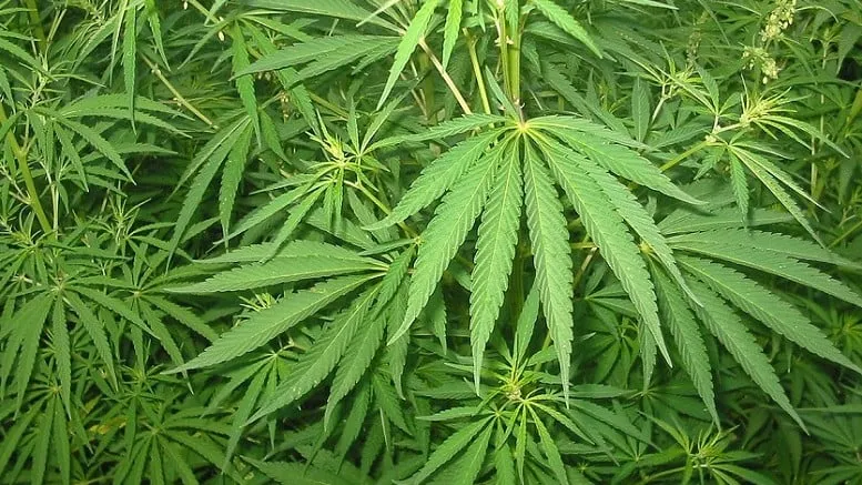 150901 hennep bogdan cc by sa 30 e1441136126363