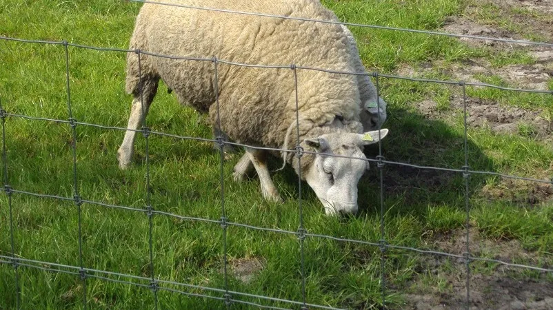 151007 schaap e1444174597345