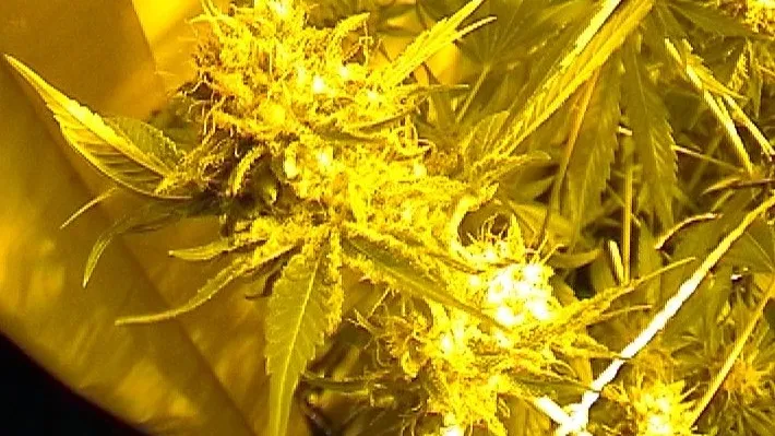 151010 hennepkwekerij rasbak cc by sa 30 e1444489142668