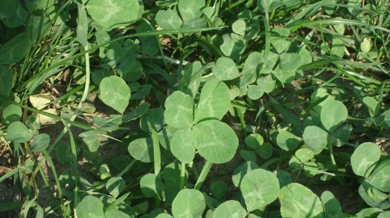 151024 klavertje vier ruben holthuijsen flickr cc by 20 e1445690836977