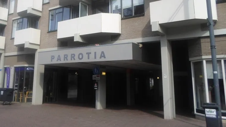 151109 parrotia e1447083399175