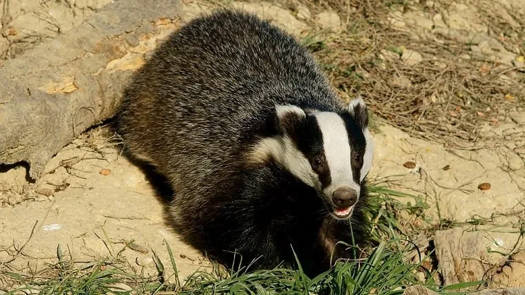 151201 das peter trimming flickr cc by sa 20 e1444659595567