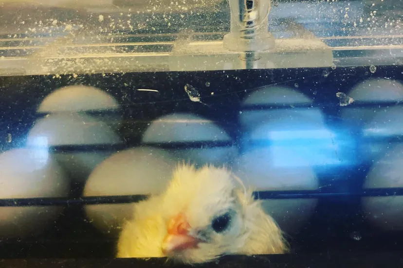 95203088 10213626410013086 9099499678185029632 o