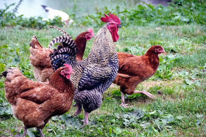 animals gfdb17bef0 1280