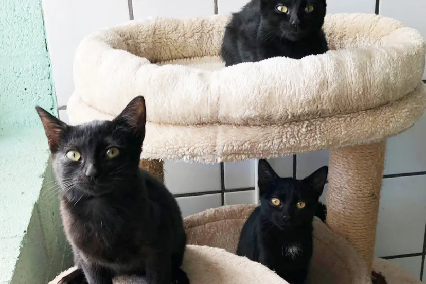 coco chanel dior 7 10