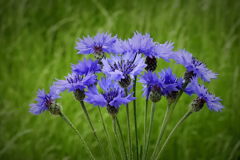 cornflowers gf5cbc8b49 1280