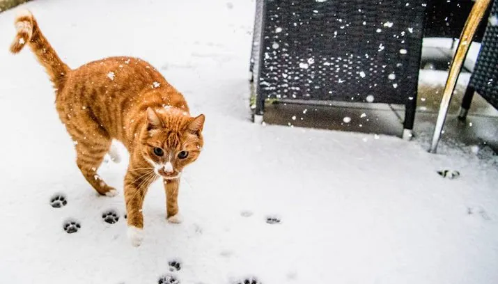 d66 wil verplichte chip voor kat 715x408