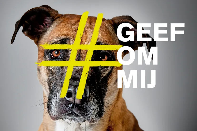 dierenasiel dierenbescherming