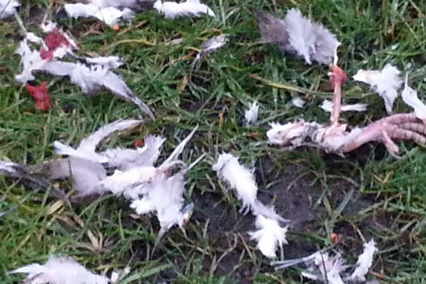 dimphy de jong e1429643056365