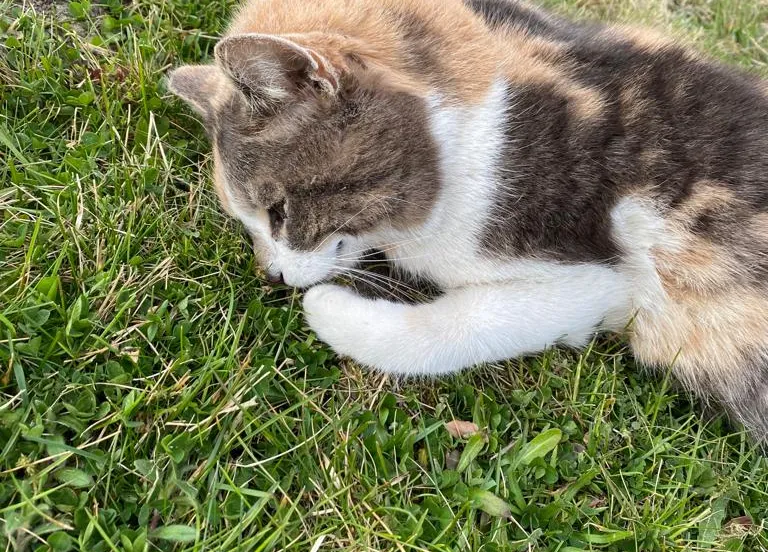 e358e132 bf40 4799 869a cac64acc60c1