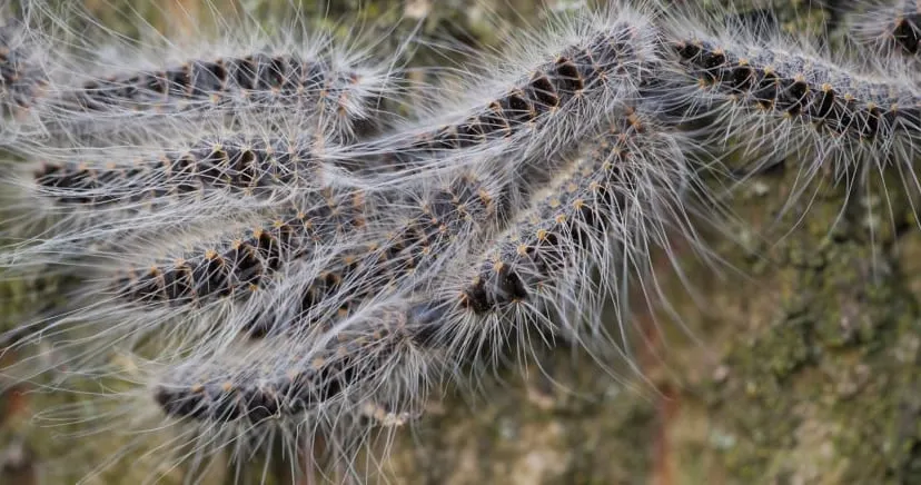 eikenprocessierups brandharen