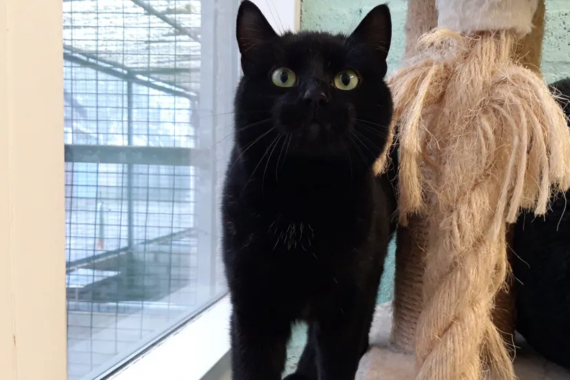 henry 30 11 e1671813061873