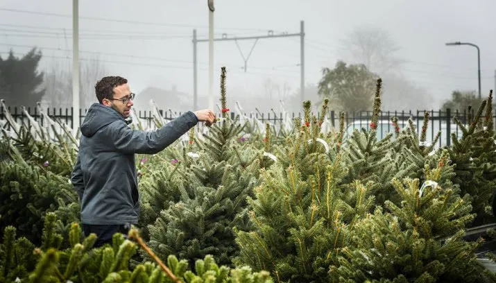 honderd miljoen aan kerstbomen in woonkamers 715x408