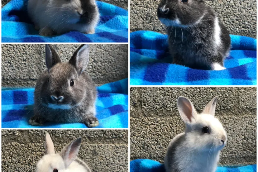 jonge konijntjes 23 7