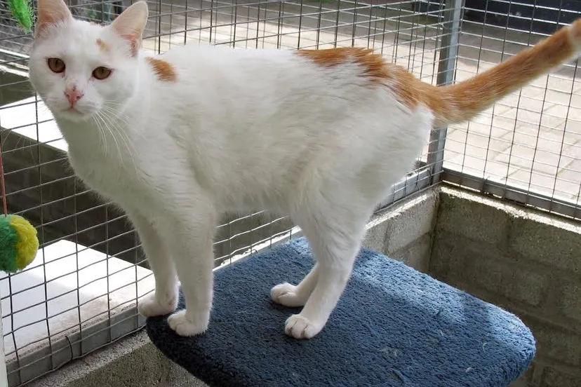 keesje kat van de week