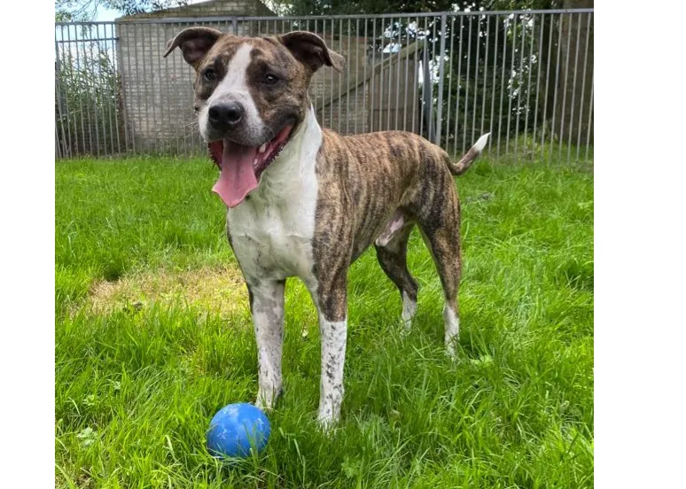 naamloos 4 e1658491746573